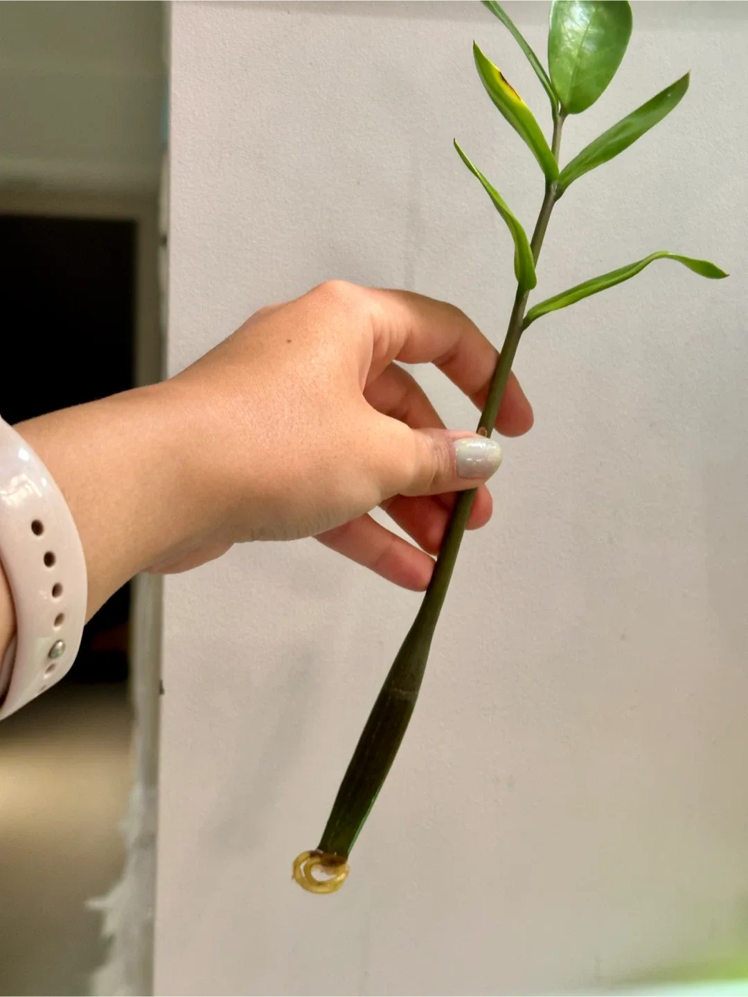 Rooted ZZ Plant Cutting #cleanout