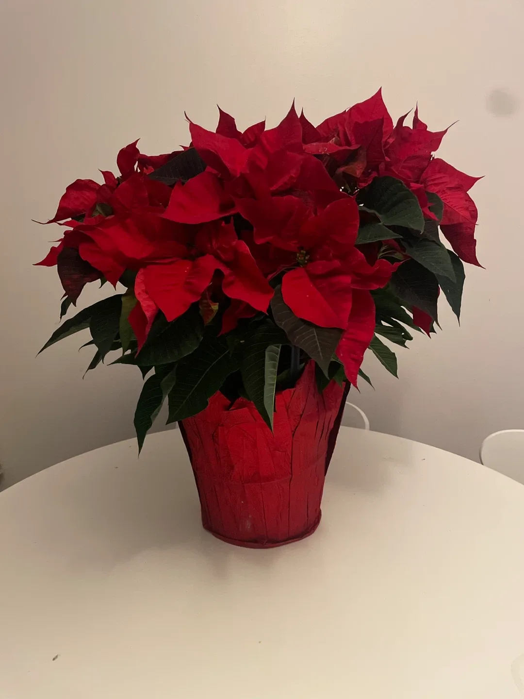 Poinsettia Plant- Large #cleanout