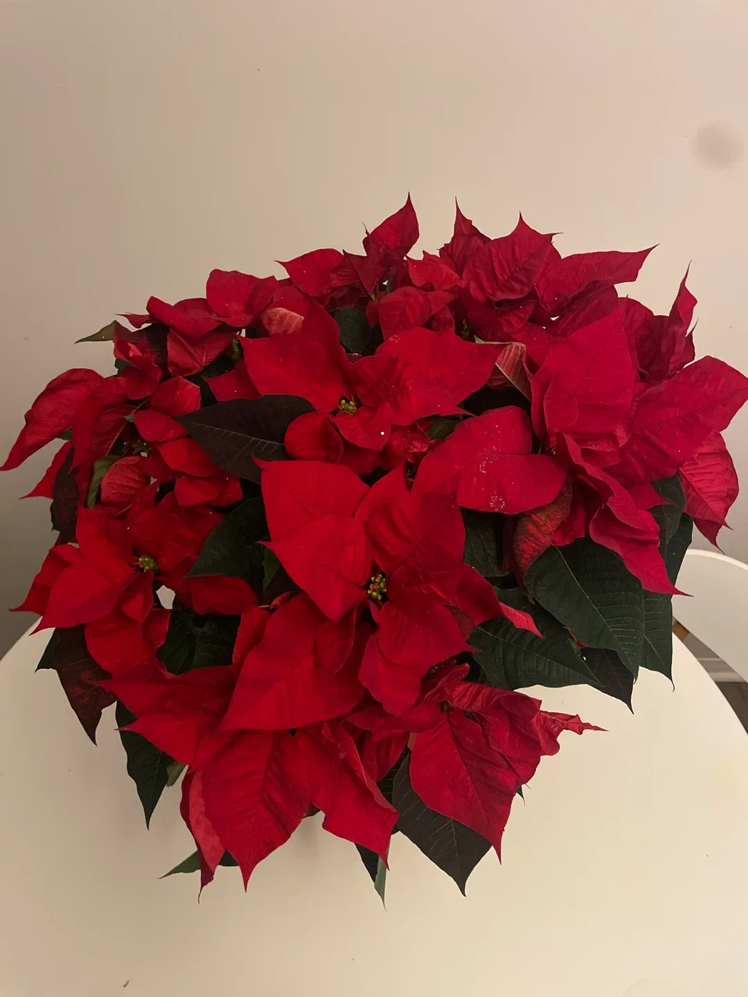 Poinsettia Plant- Large #cleanout image indicator(2)
