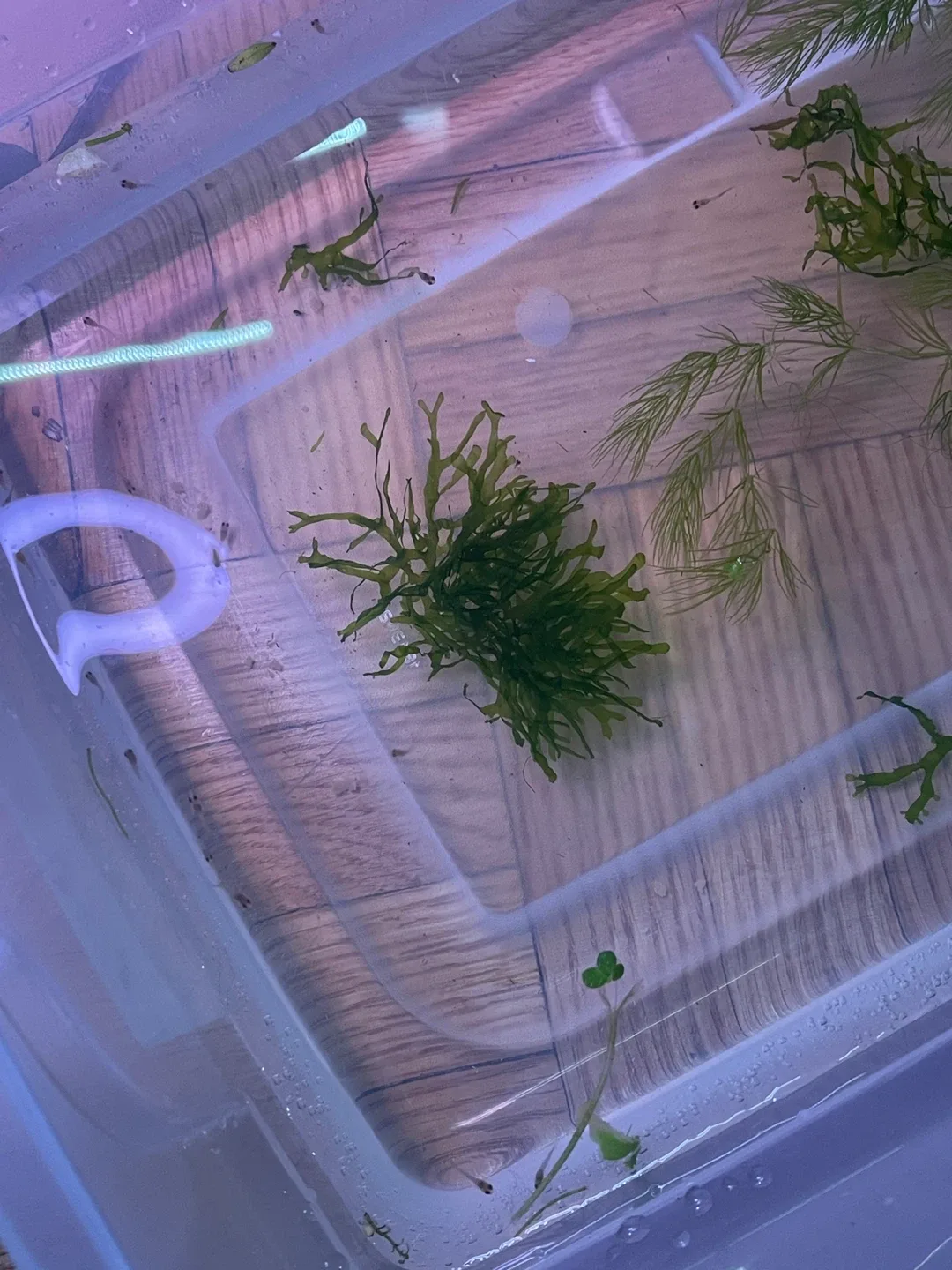 Aquarium plant buddies