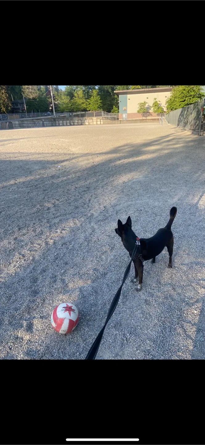 Dog runner image indicator(2)