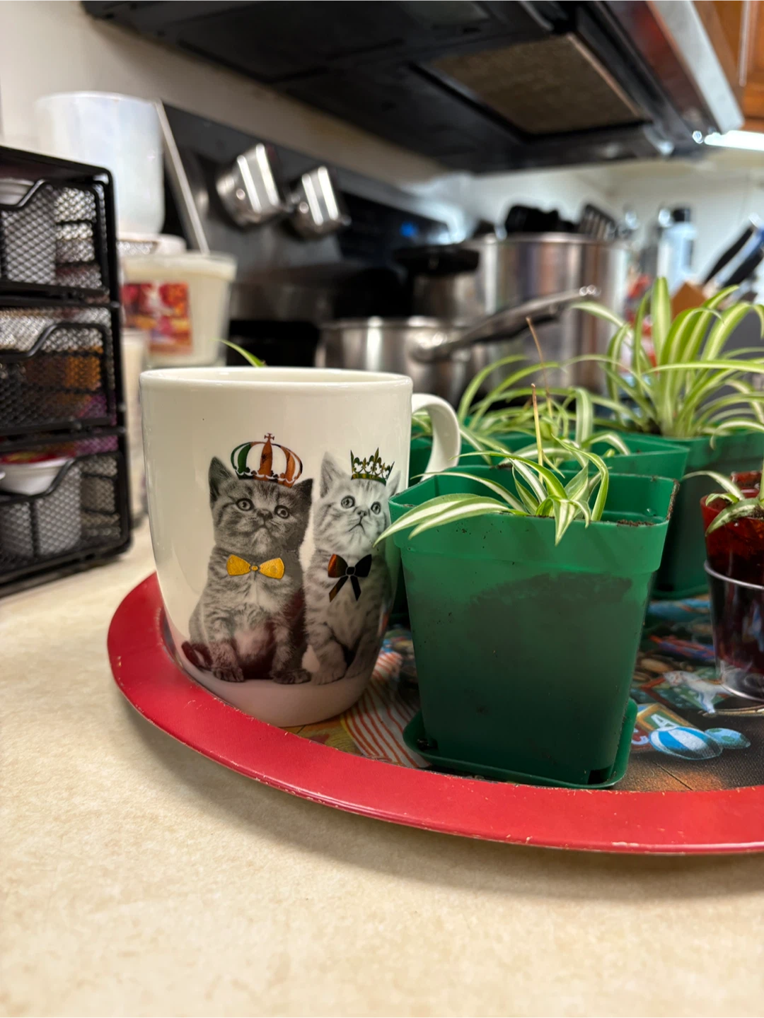 SPIDER PLANTS - photo 2