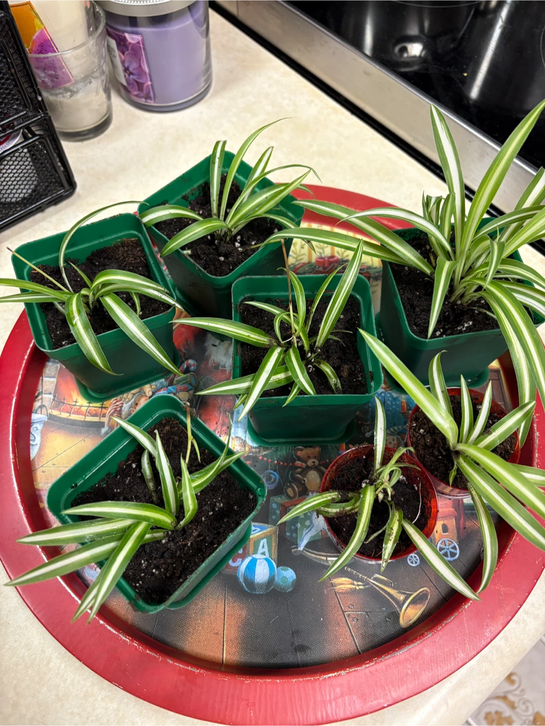 SPIDER PLANTS - photo 3
