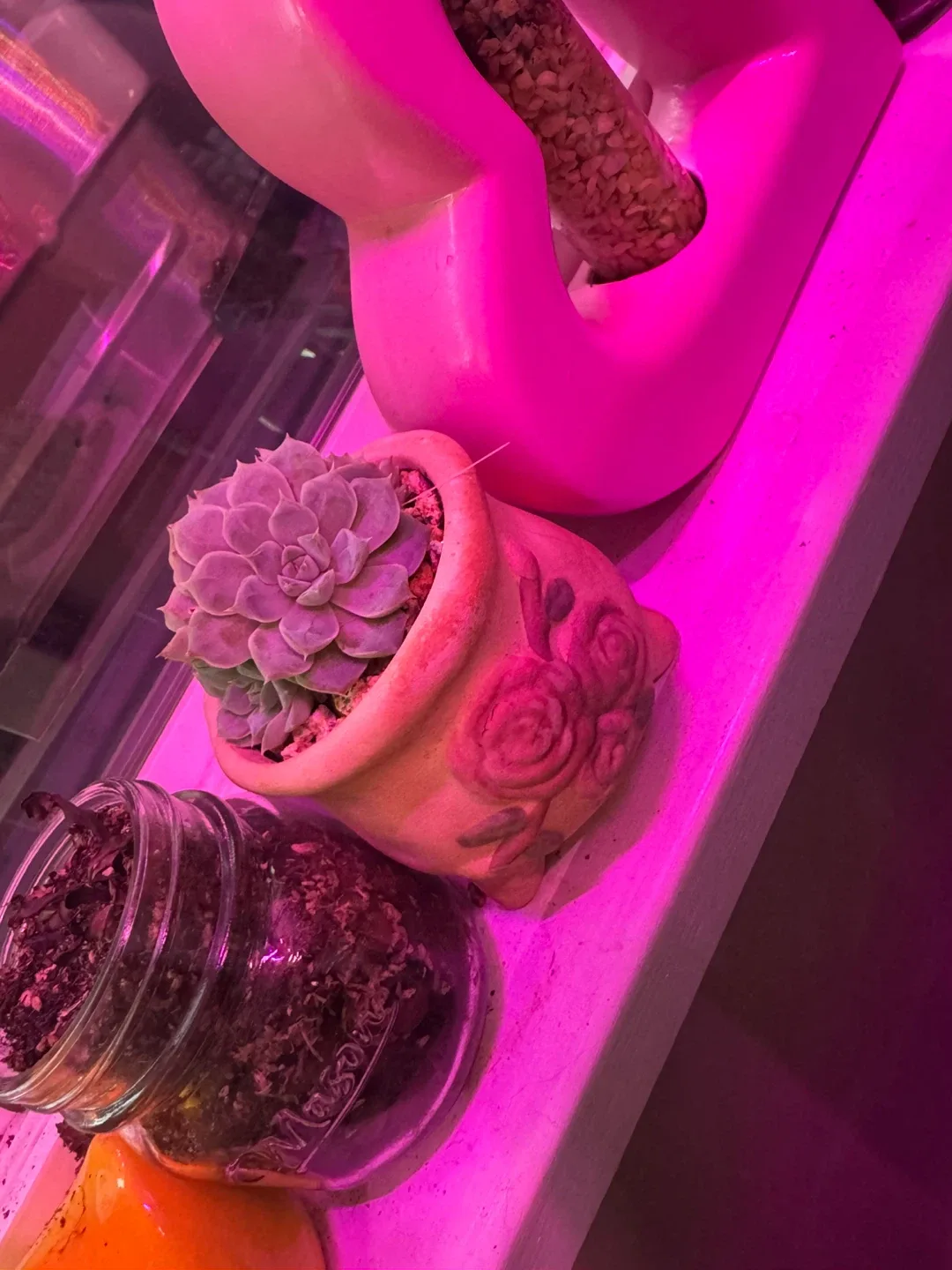 Cute Potted Succulents