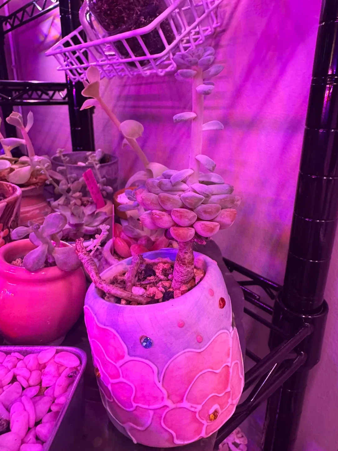 Cute Potted Succulents image indicator(3)