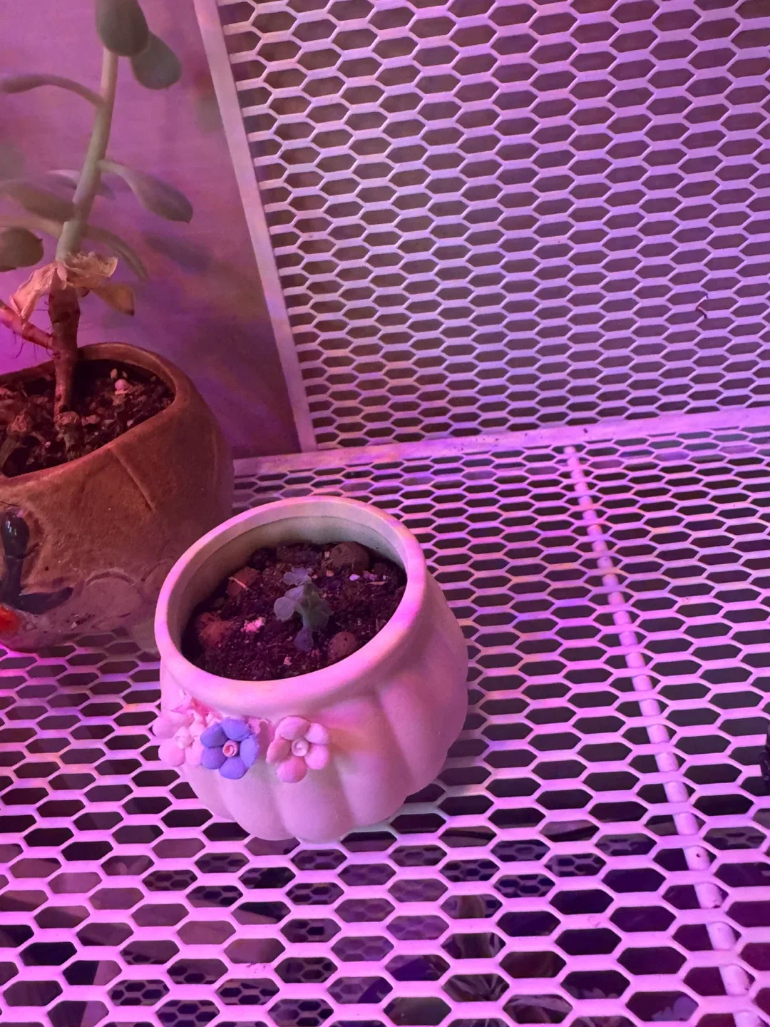 Cute Potted Succulents image indicator(5)