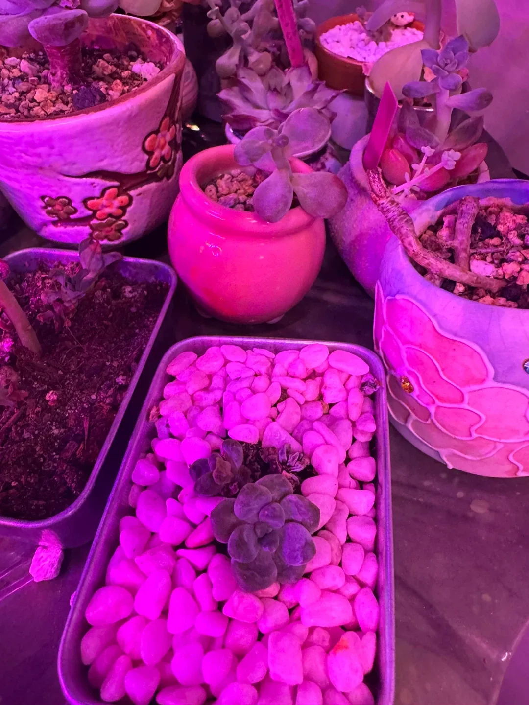 Cute Potted Succulents image indicator(6)