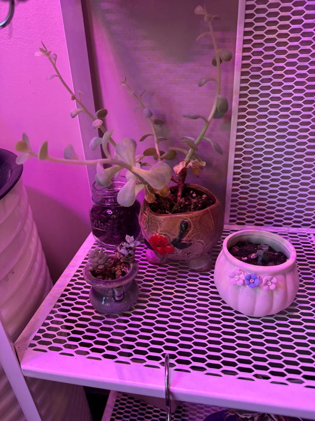 Cute Potted Succulents image indicator(4)