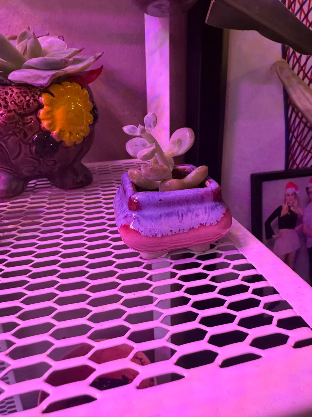 Cute Potted Succulents image indicator(10)