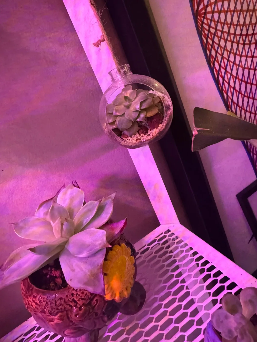 Cute Potted Succulents image indicator(9)