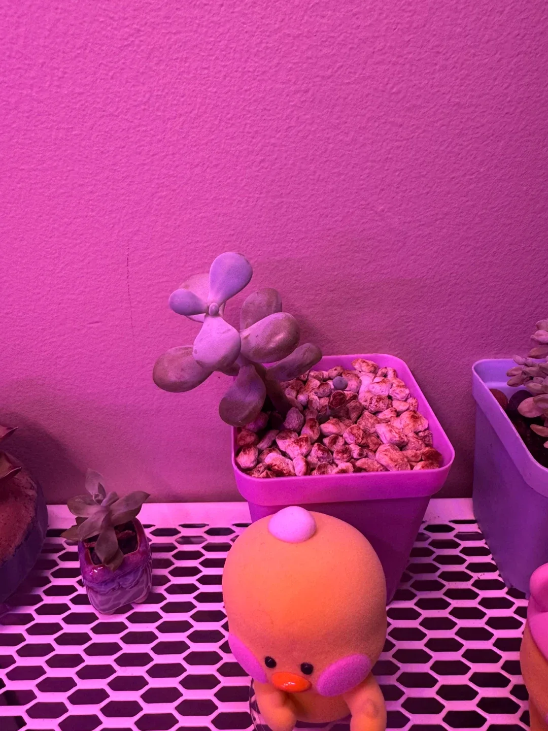 Cute Potted Succulents image indicator(8)