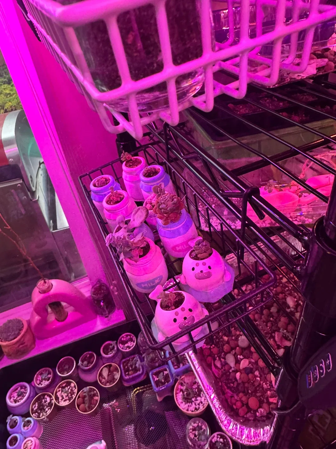 Succulents in Cute Animal Pots image indicator(3)