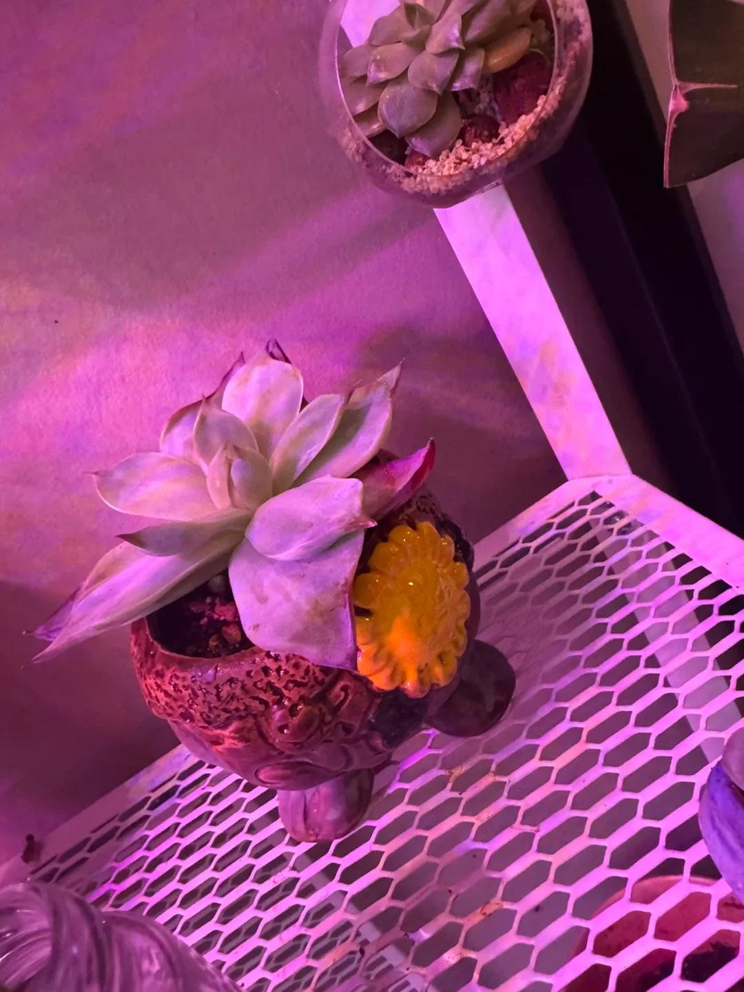 Succulents in Cute Animal Pots image indicator(5)