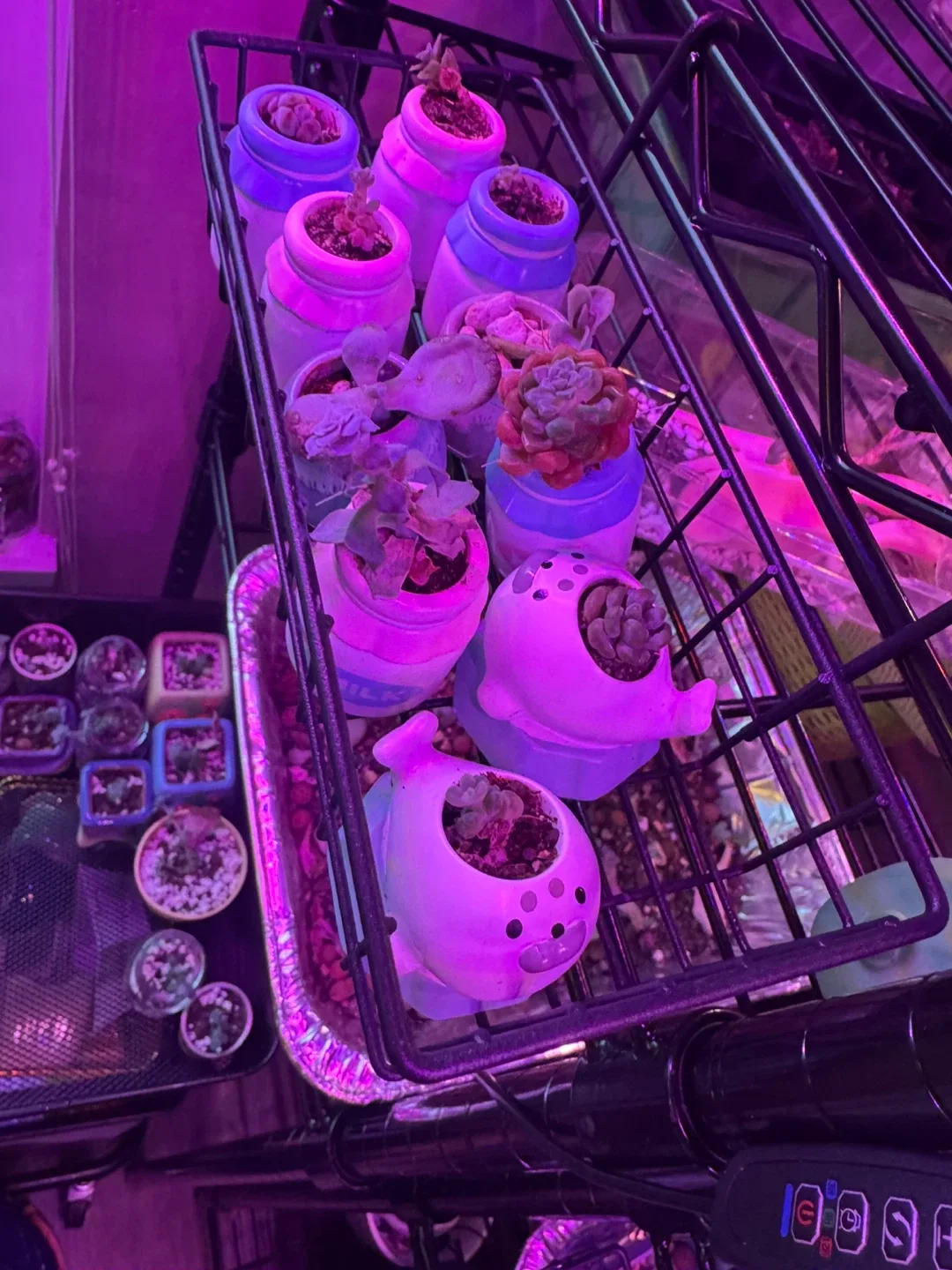 Succulents in Cute Animal Pots image indicator(6)