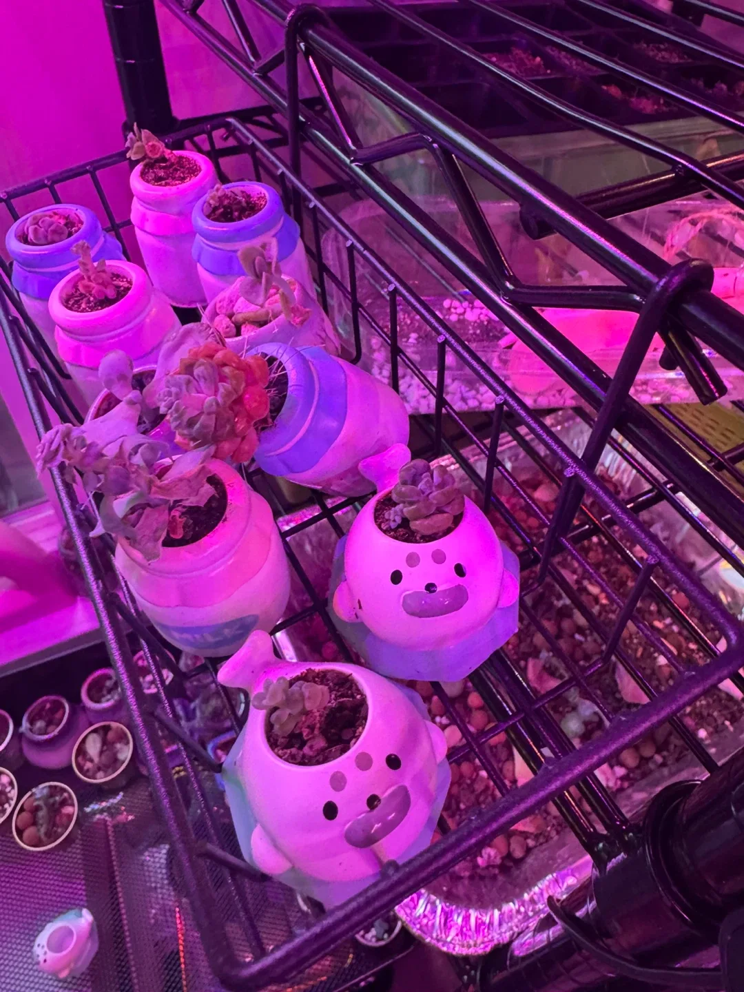 Succulents in Cute Animal Pots image indicator(4)