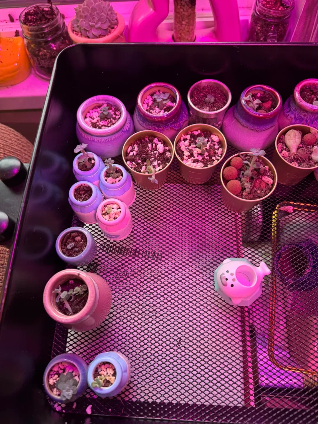 Succulents in Cute Animal Pots image indicator(2)