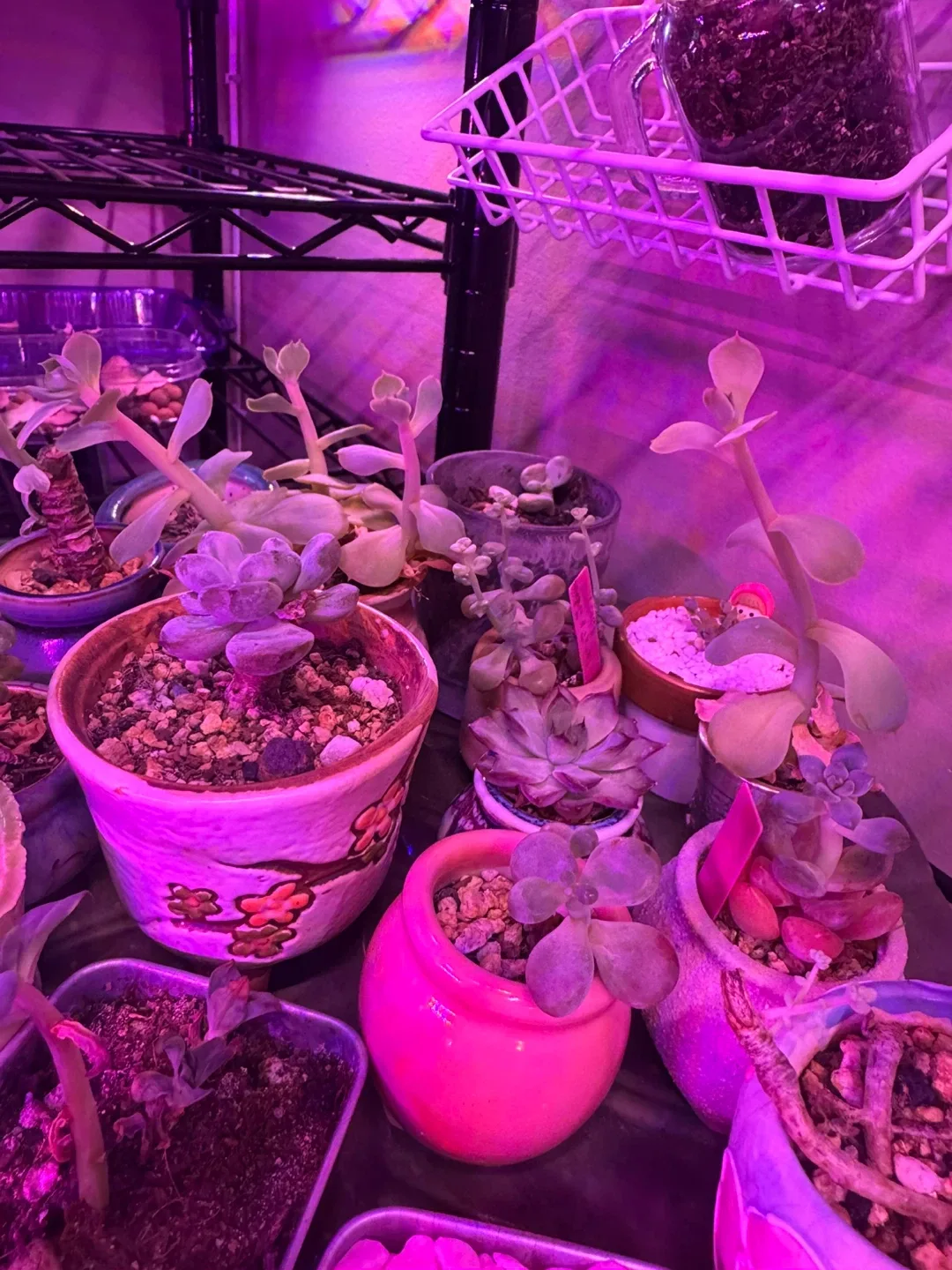 Succulents in Cute Animal Pots image indicator(9)