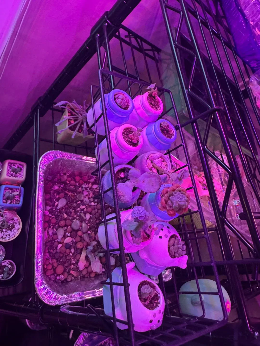 Succulents in Cute Animal Pots image indicator(7)