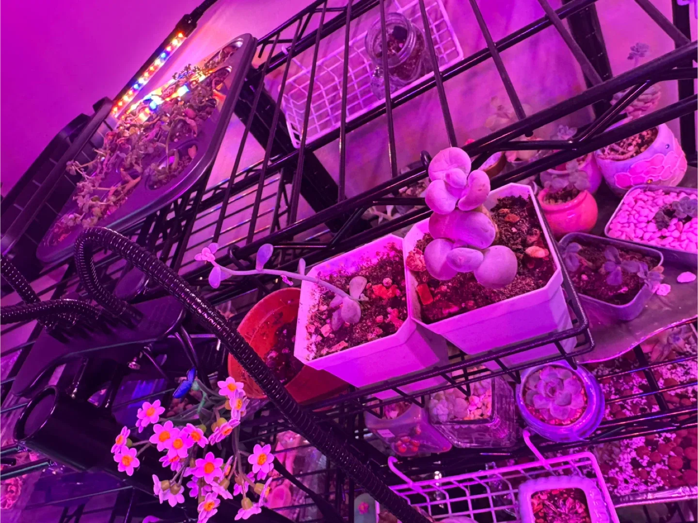 Succulents in Cute Animal Pots image indicator(8)