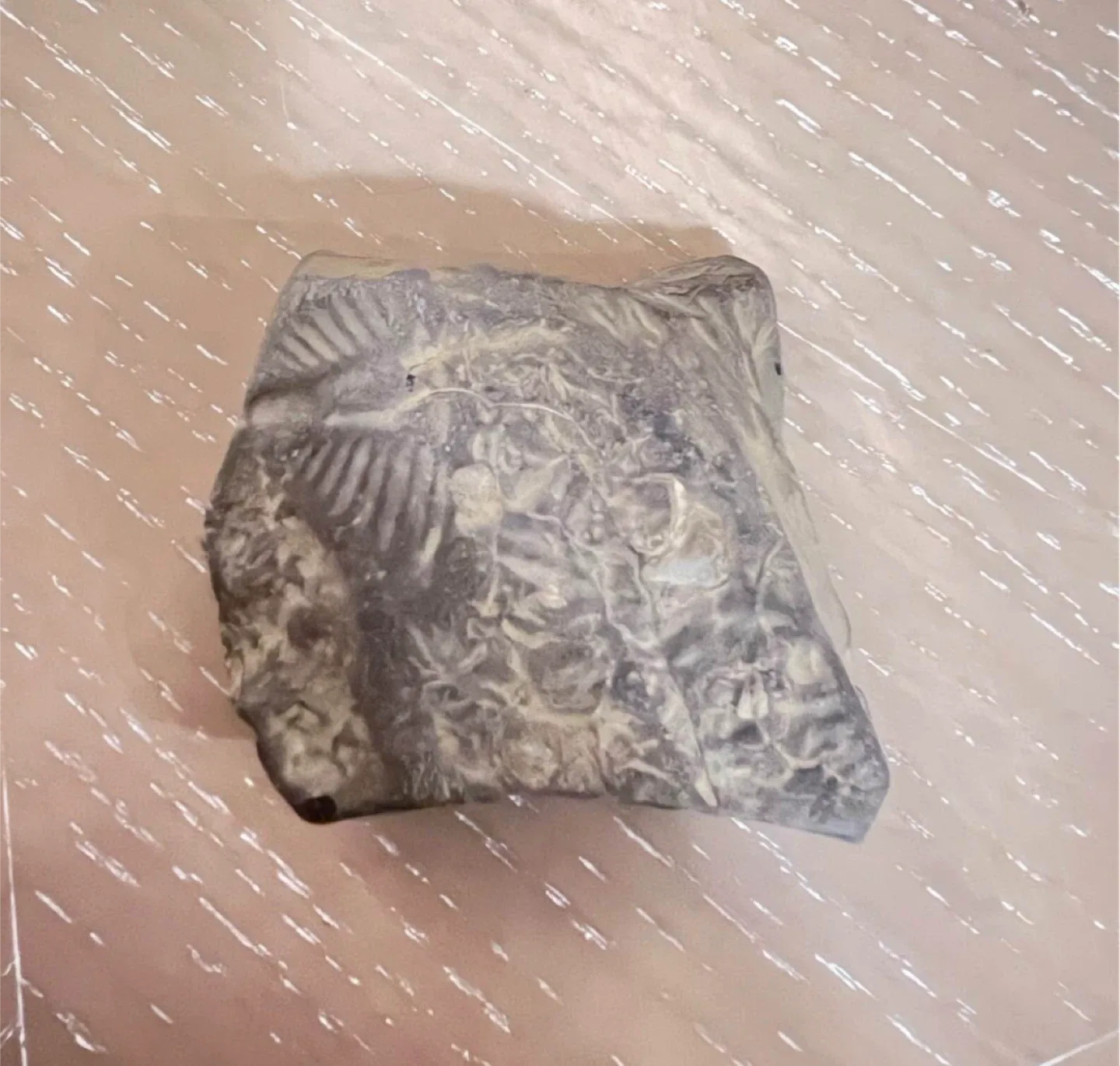 Partial trilo butt (trilobite pygidium)