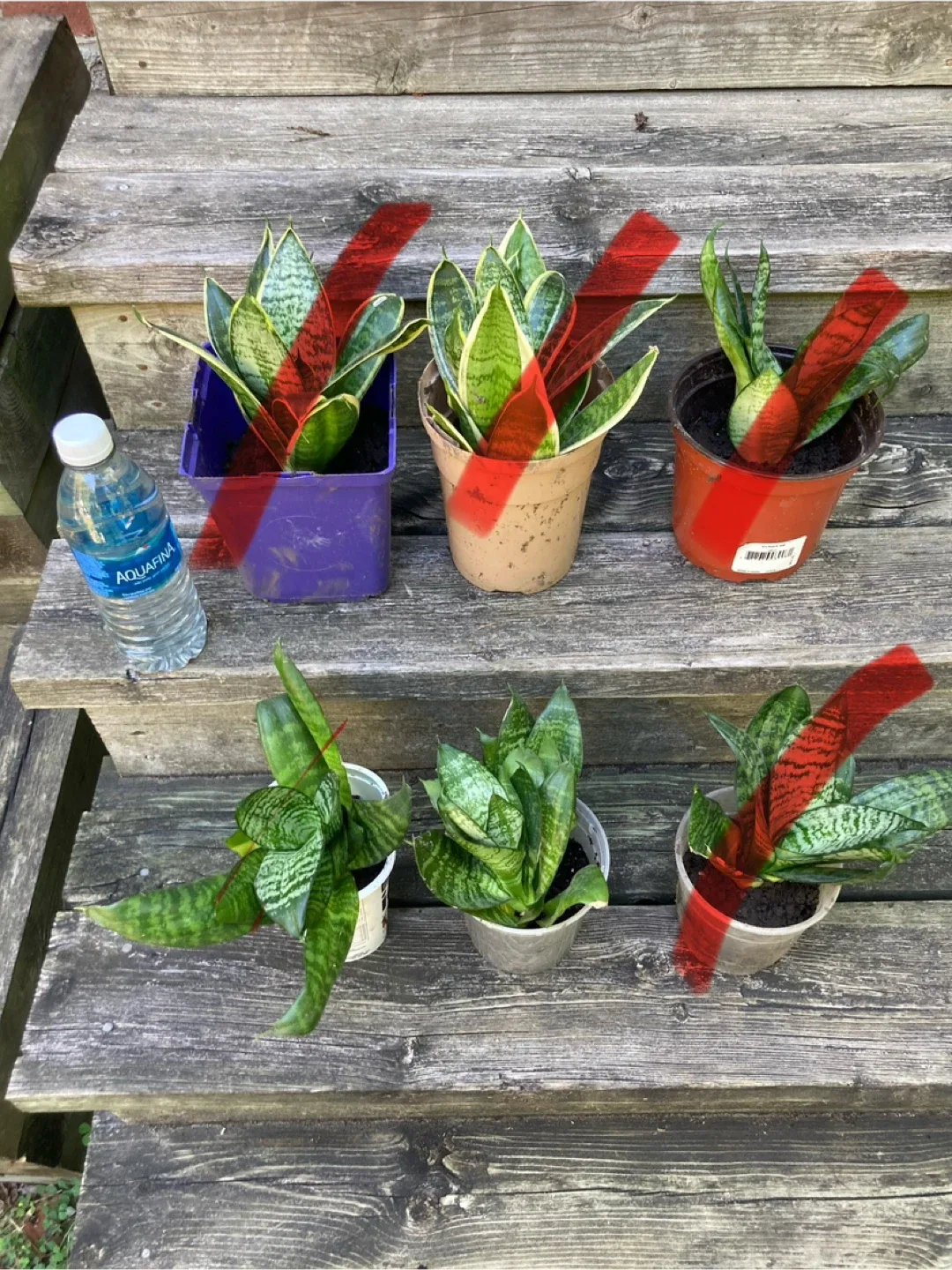 Snake Plants