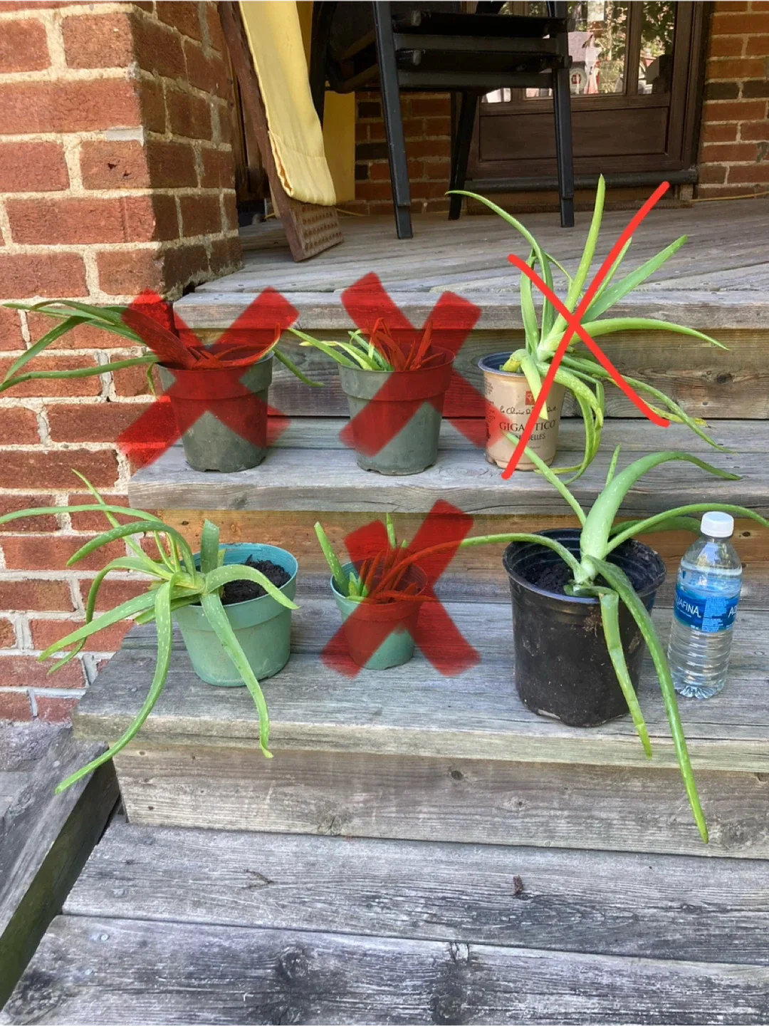 Aloe Vera plants