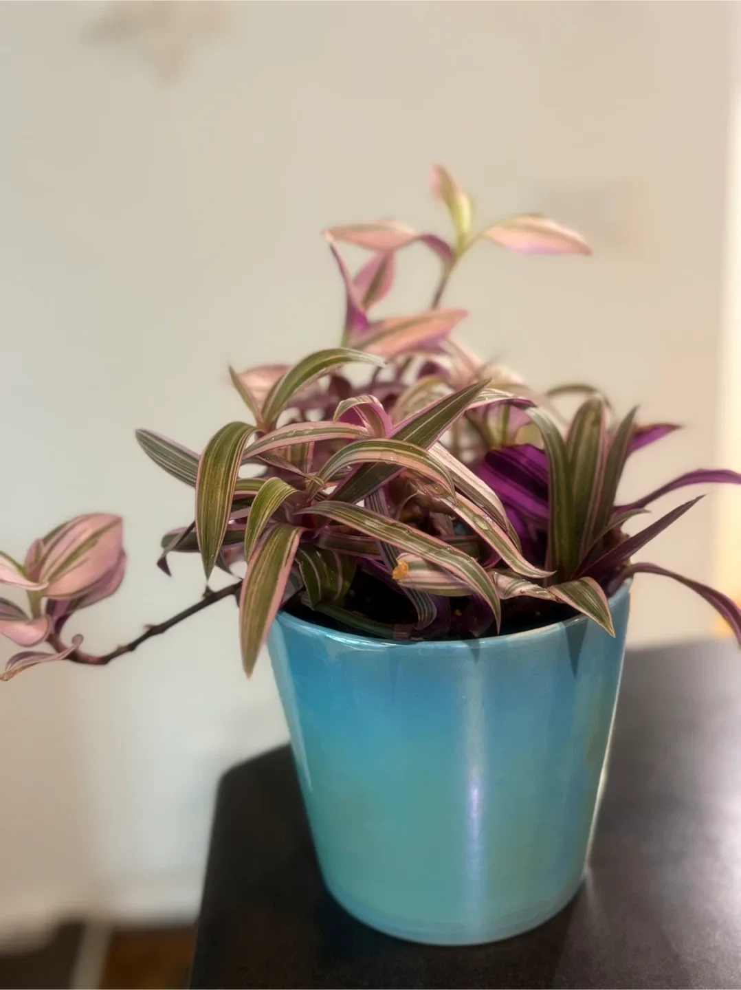 Tradescantia Tricolor Plant in Blue Pot image indicator(2)