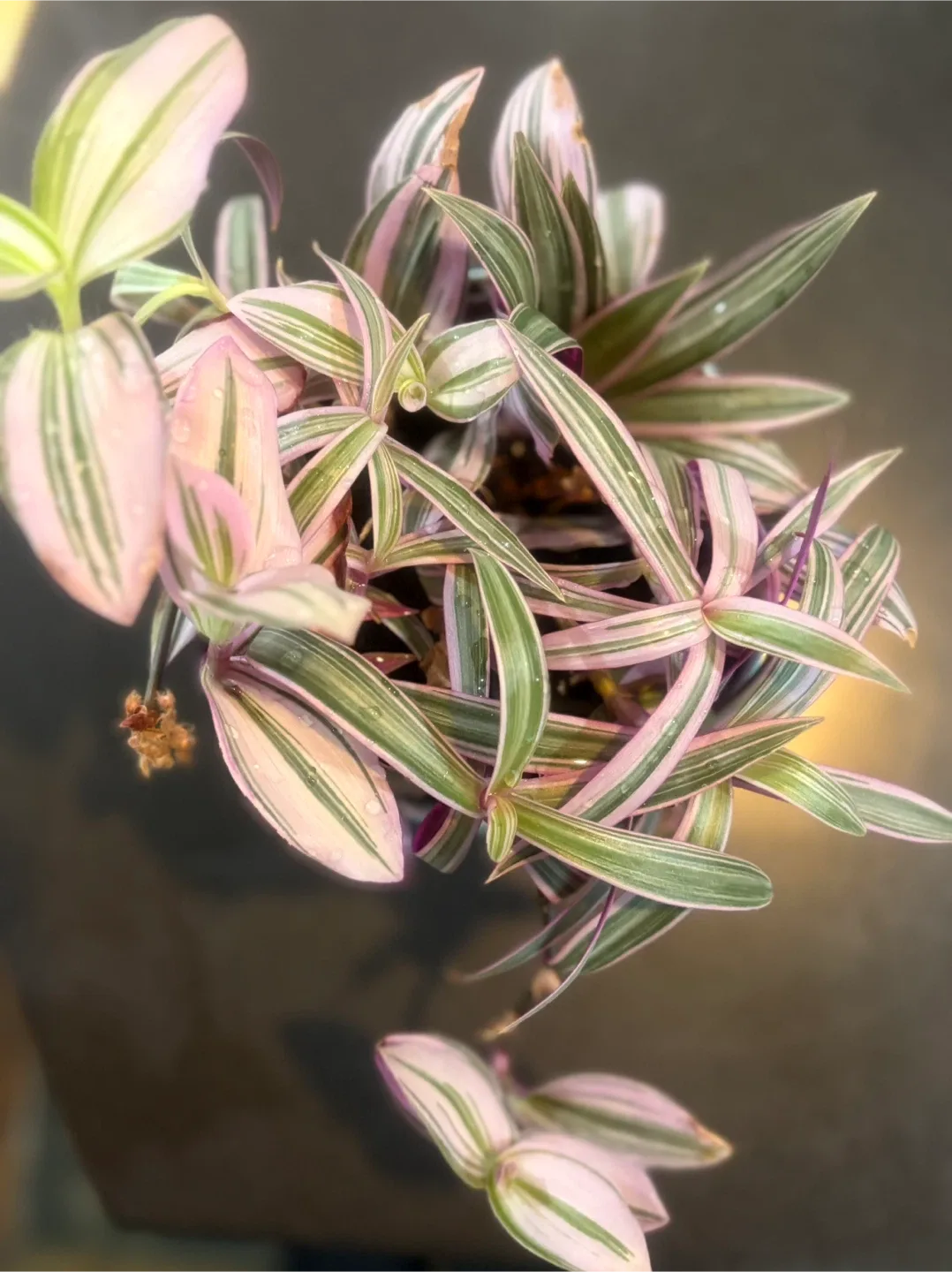 Tradescantia Tricolor Plant in Blue Pot