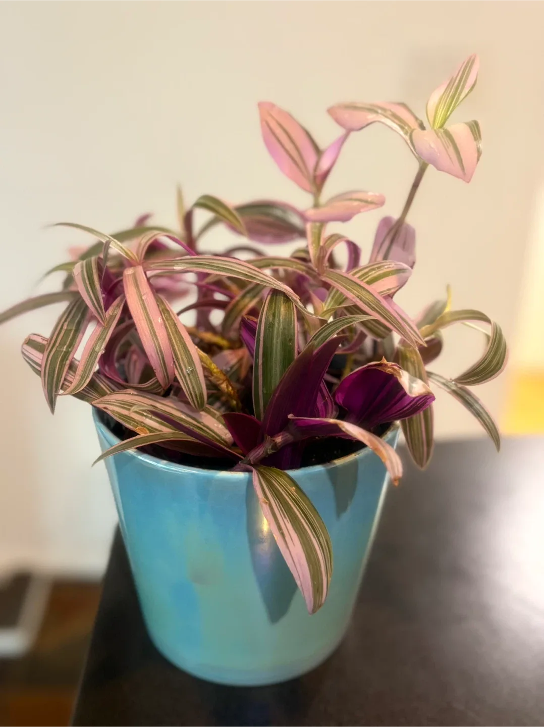 Tradescantia Tricolor Plant in Blue Pot image indicator(3)
