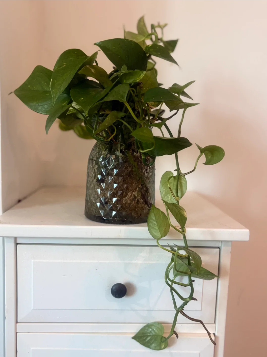 Potted Golden Pothos Plant image indicator(2)