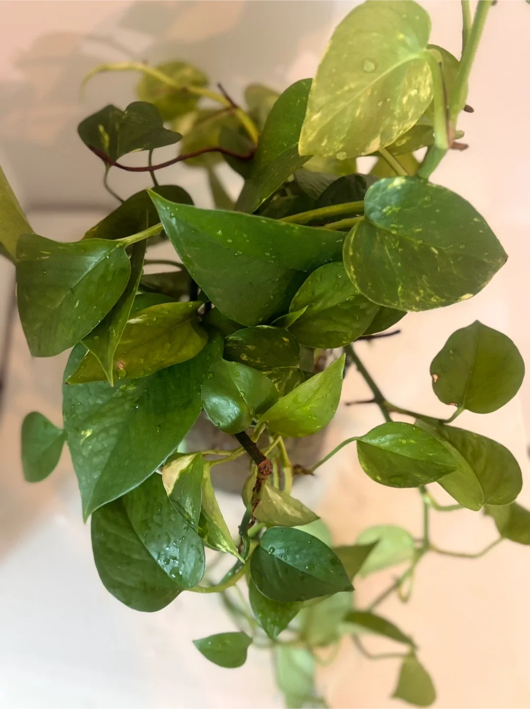 Potted Golden Pothos Plant