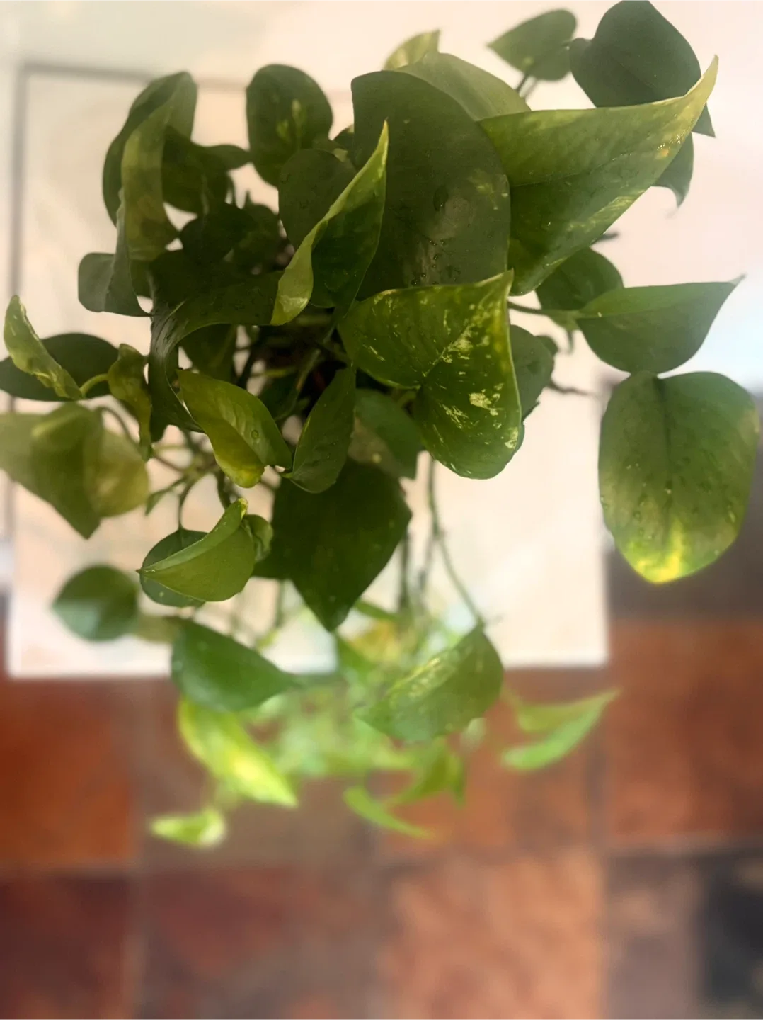 Potted Golden Pothos Plant