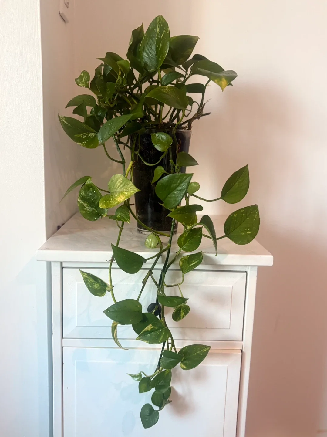 Potted Golden Pothos Plant image indicator(2)