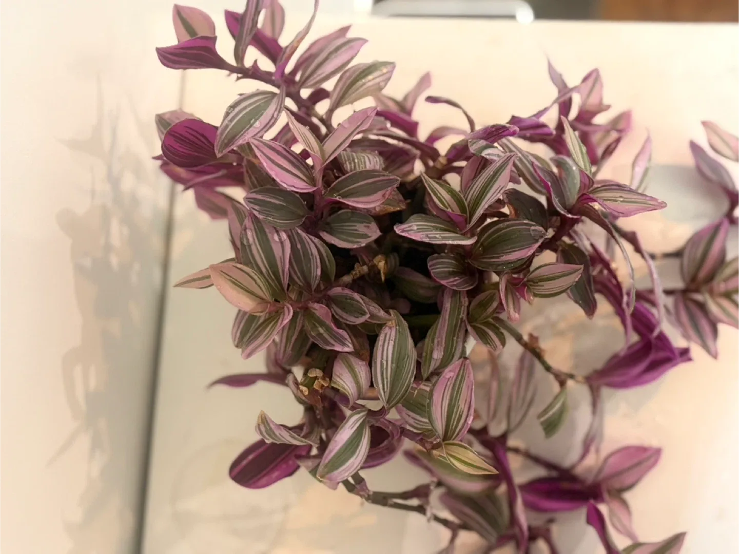 Tradescantia Zebrina Plant image indicator(2)