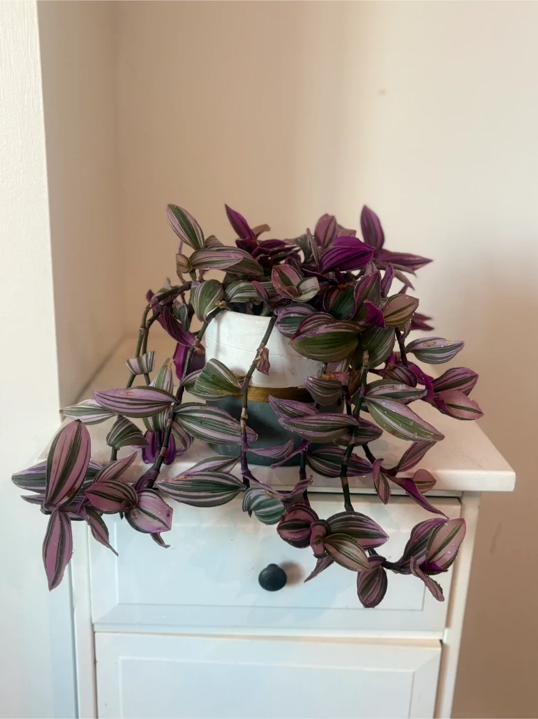 Tradescantia Zebrina Plant image indicator(3)