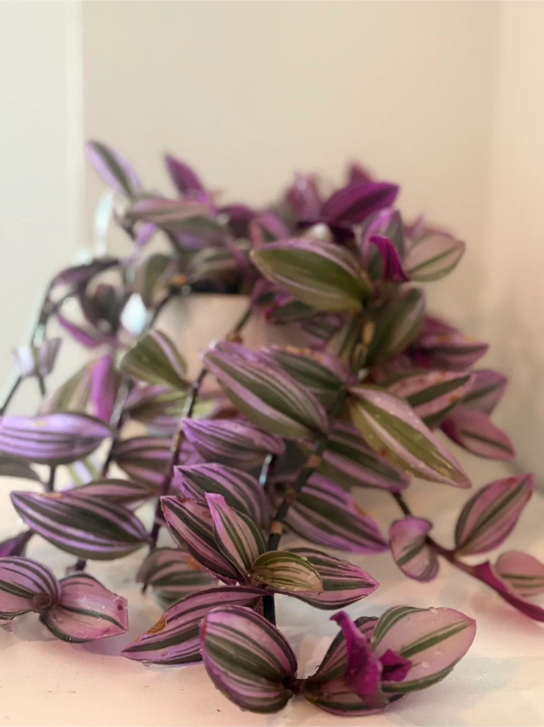 Tradescantia Zebrina Plant