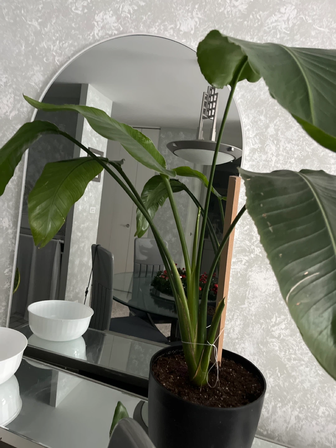 Potted Bird of Paradise Plant
