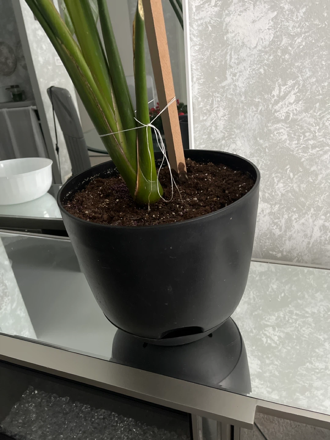 Potted Bird of Paradise Plant - photo 2