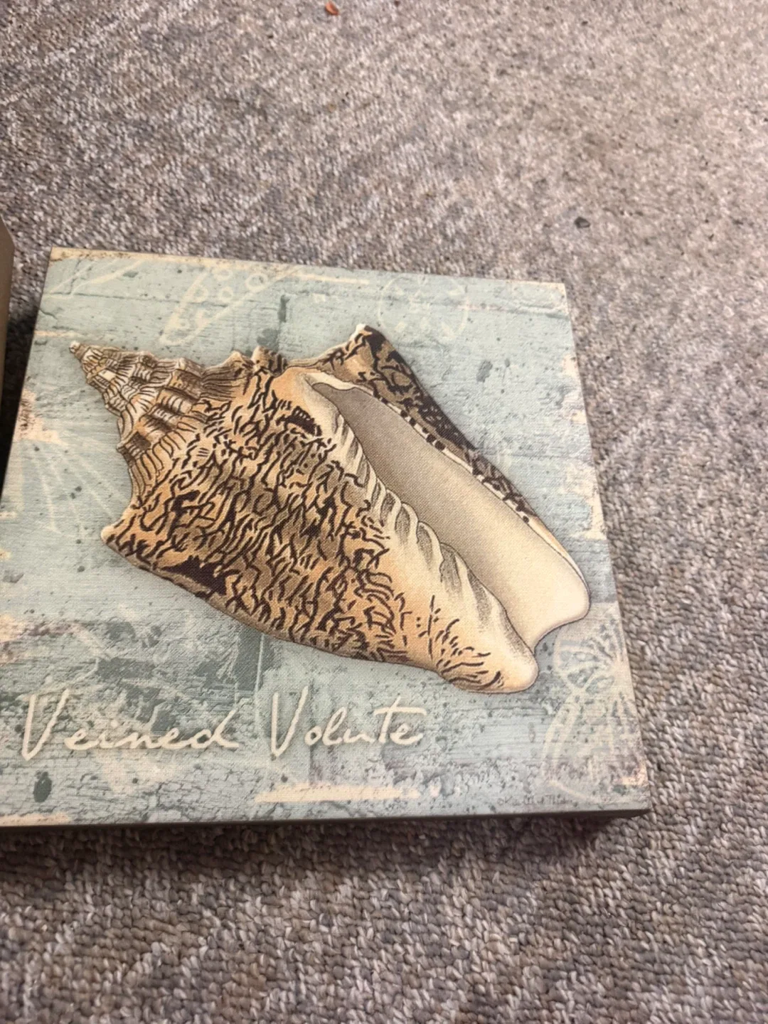 Seashell Wall Art - Set of 2 image indicator(2)