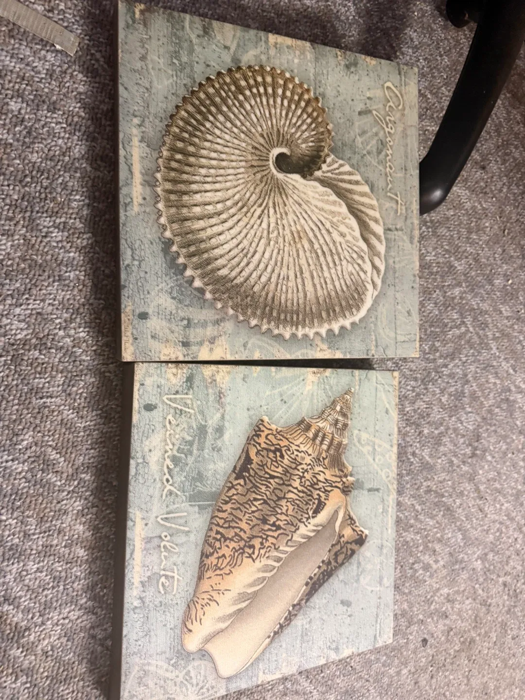 Seashell Wall Art - Set of 2