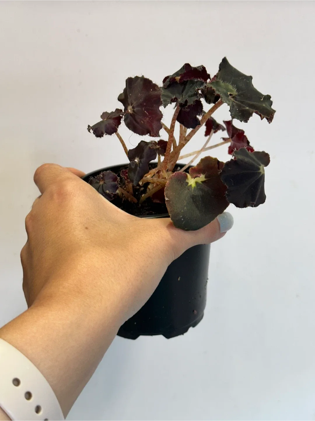 Begonia Black Magic Plant image indicator(4)