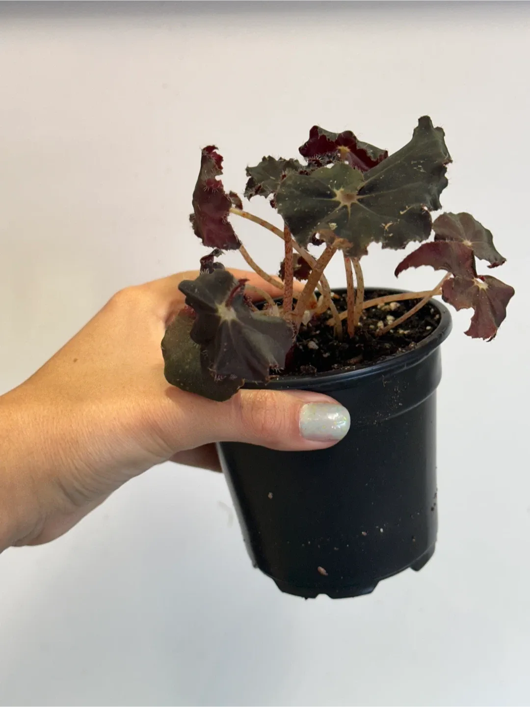 Begonia Black Magic Plant image indicator(3)