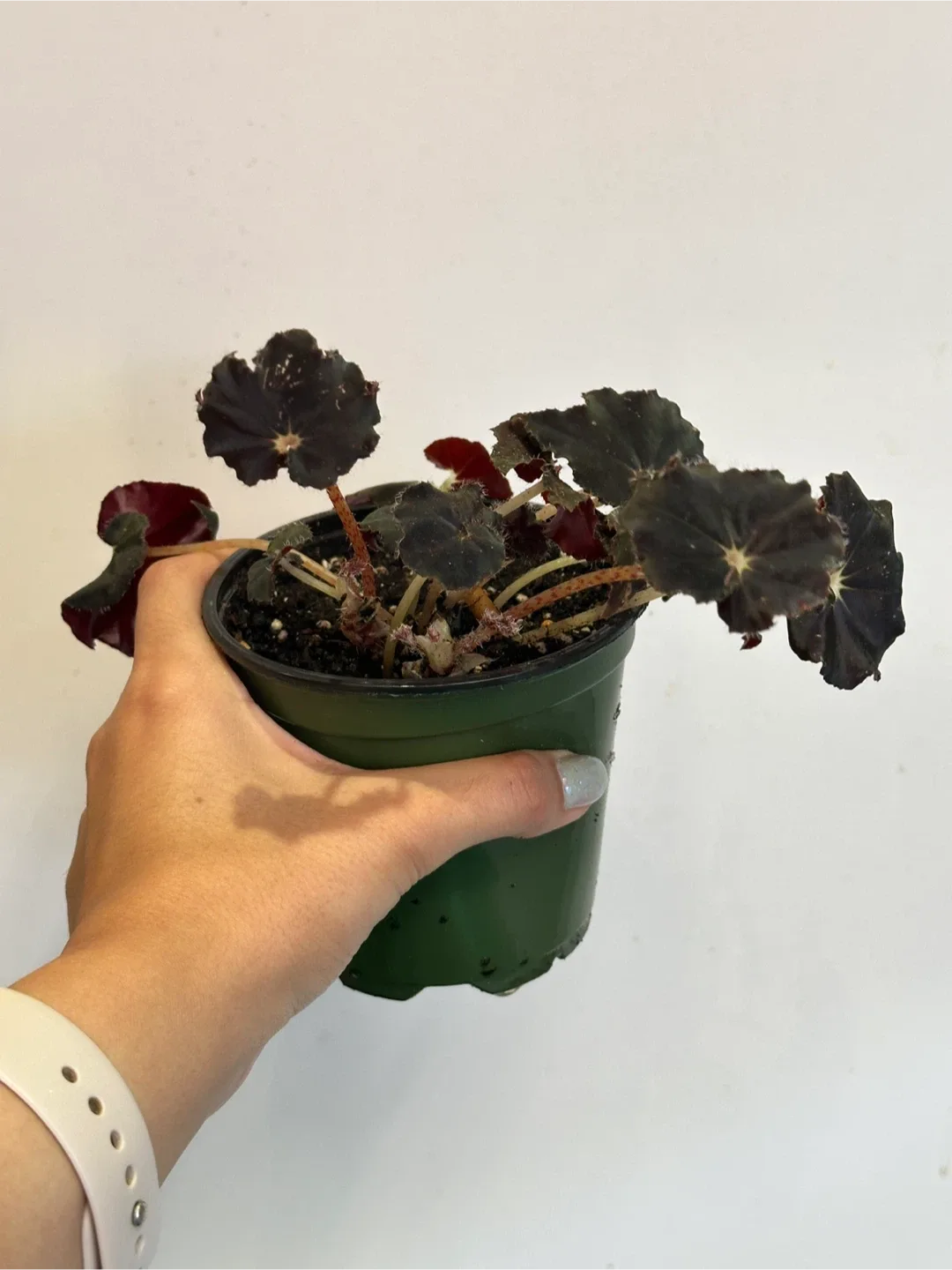 Begonia Black Magic Plant image indicator(2)