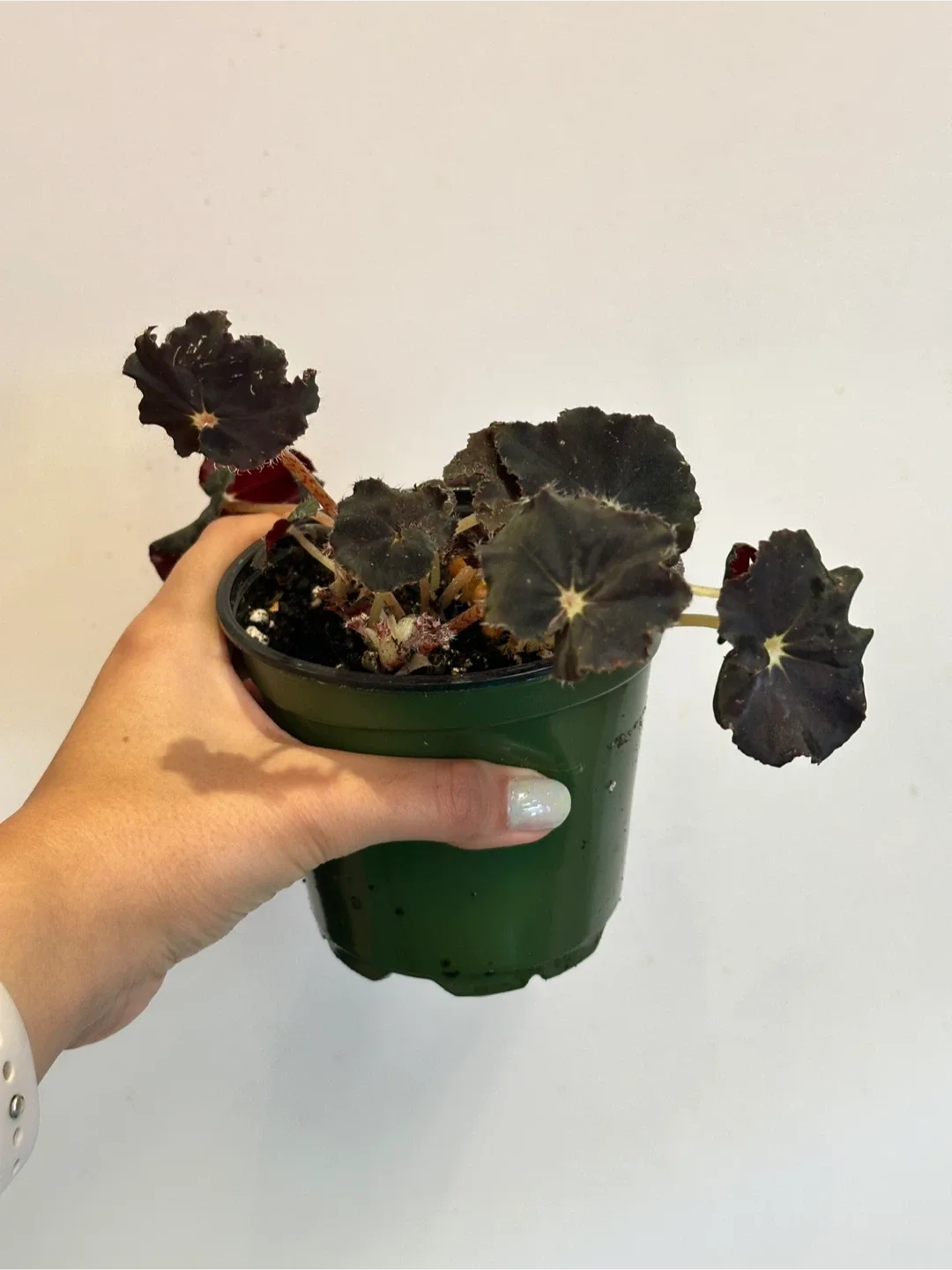 Begonia Black Magic Plant
