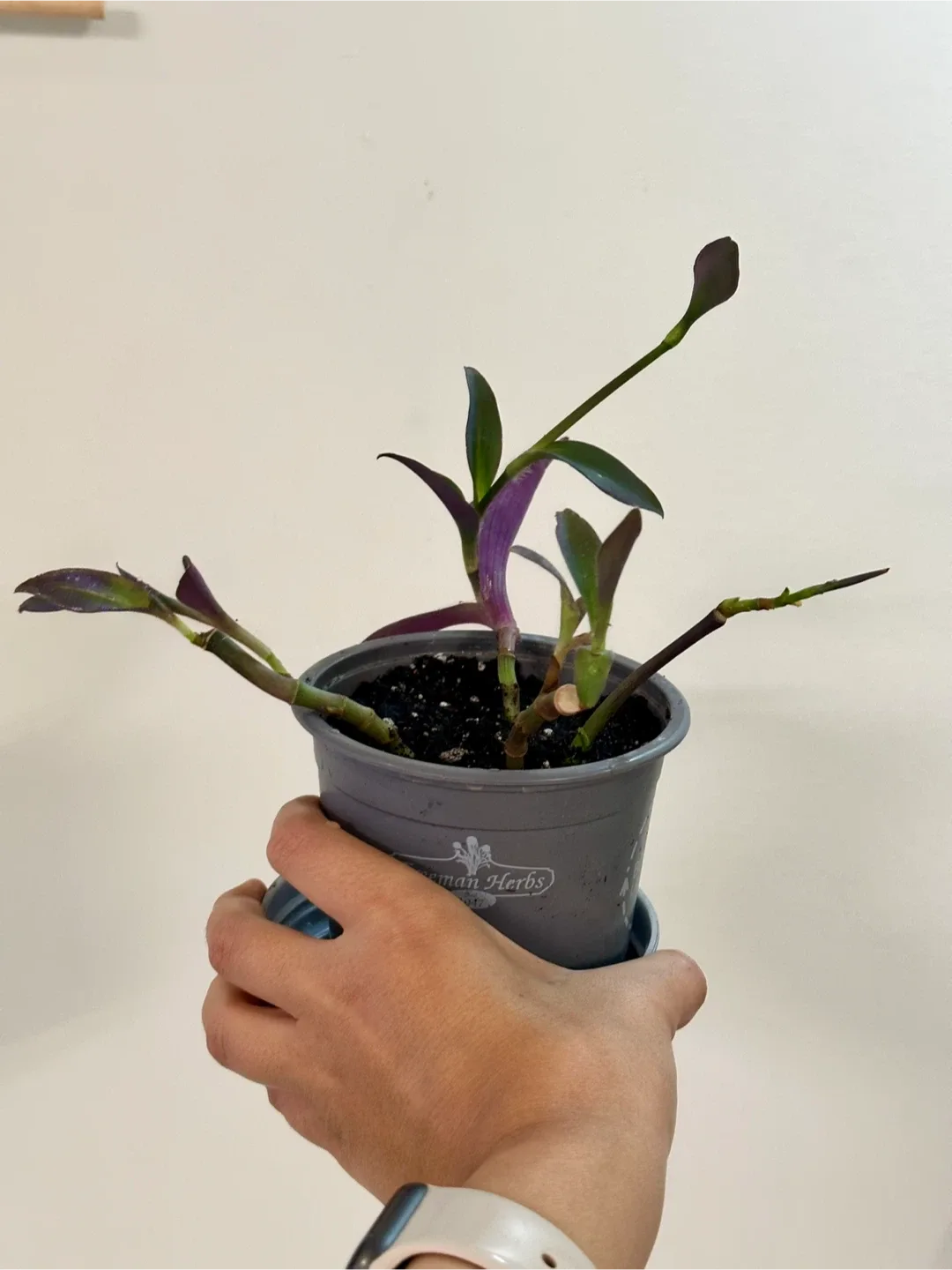 Tradescantia Purple Heart Plant image indicator(2)