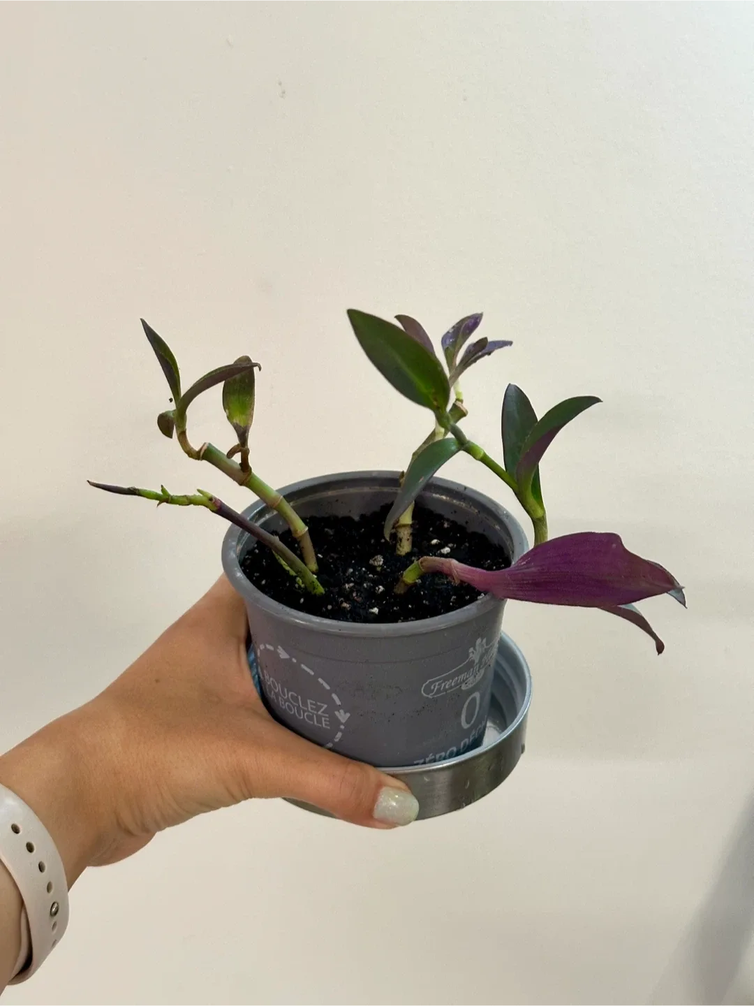 Tradescantia Purple Heart Plant