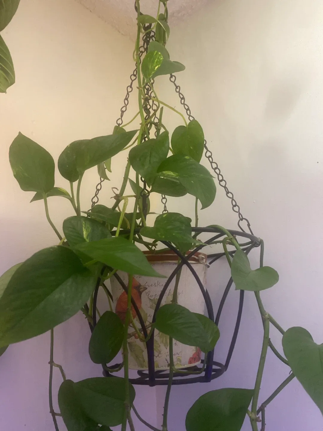 #Cleanout - Pothos Plant in Hanging Basket image indicator(2)