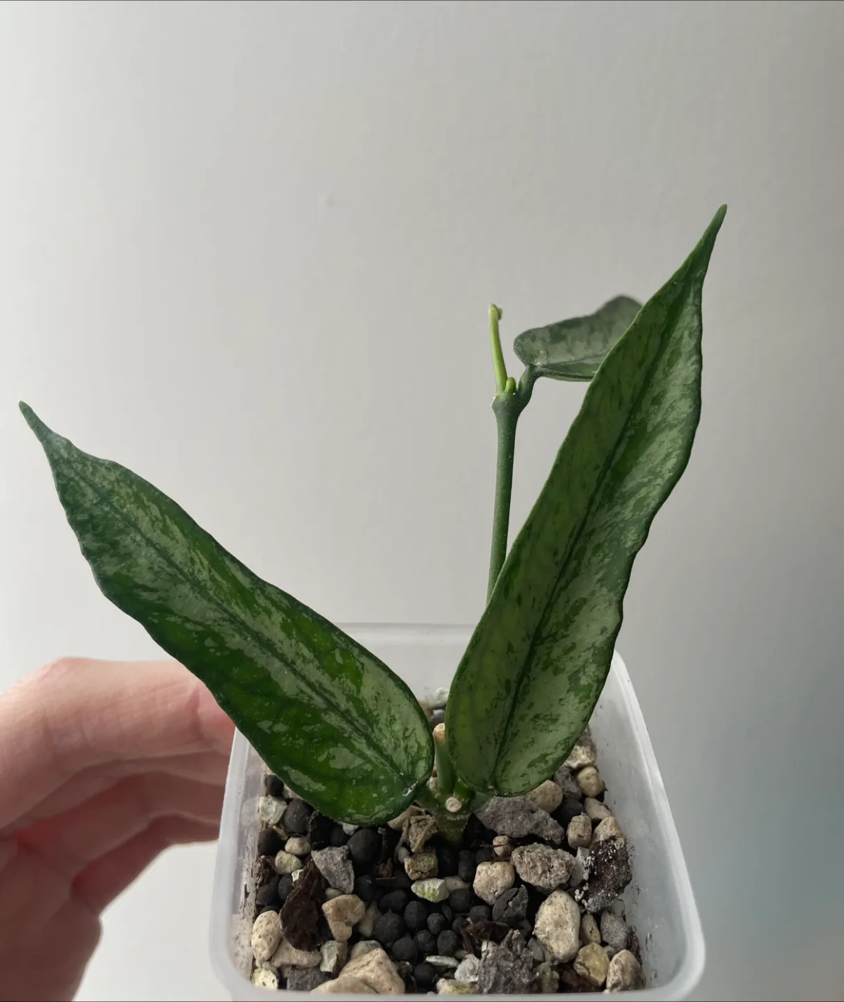 Hoya plant with peduncle