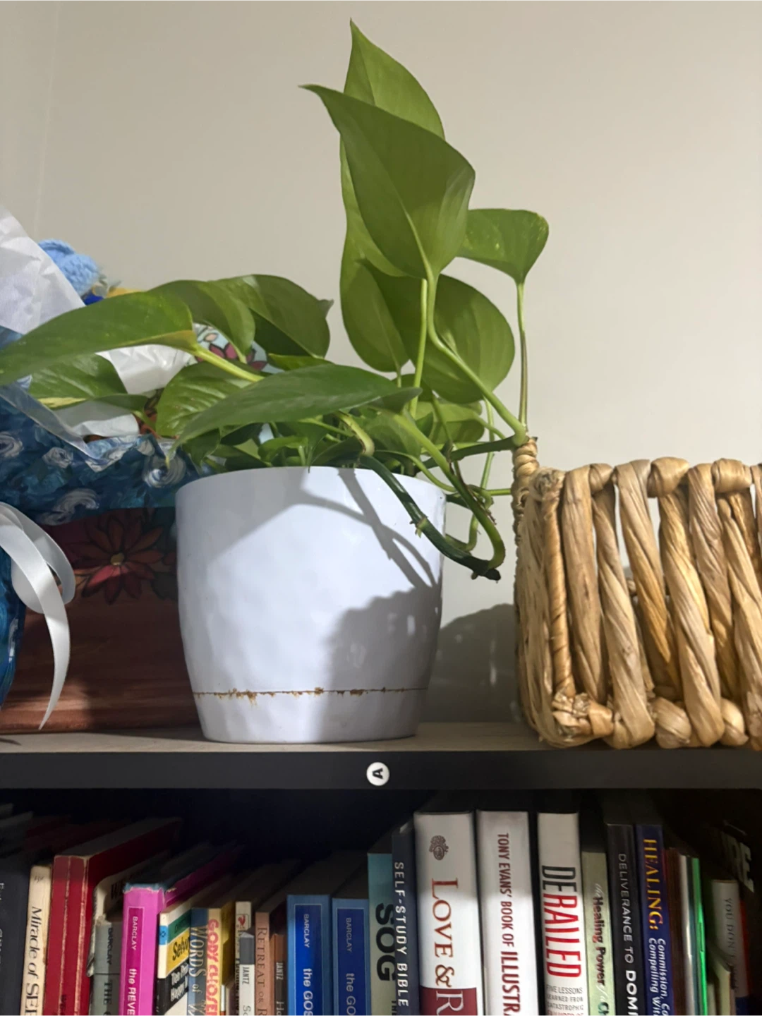 Free Potted Pothos Plant