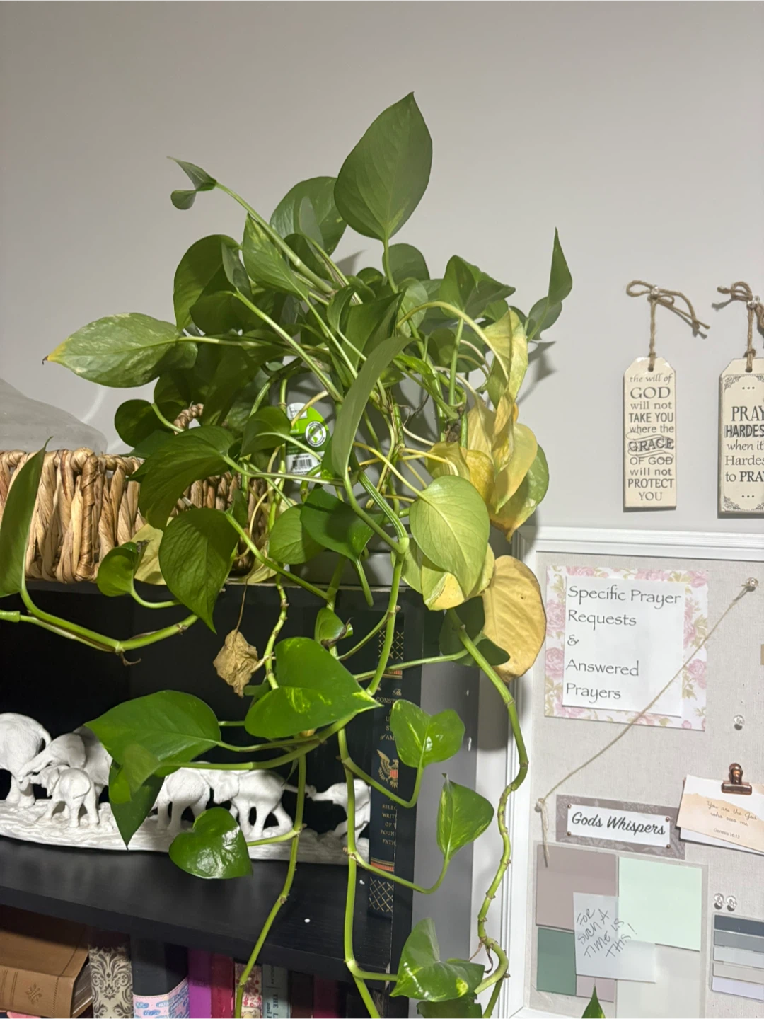 Free Potted Pothos Plant - photo 2